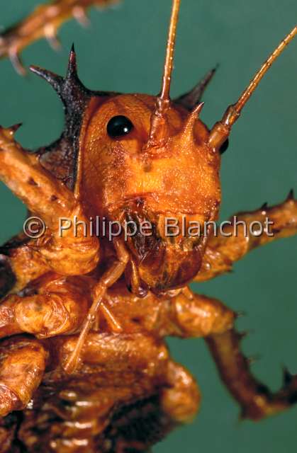 Hetrodinae Gabon.JPG - in "Portraits d'insectes" ed. SeuilSauterelle HetrodineArmoured ground cricketOrthopteraTettigoniidaeGabon